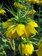 Fritillaria lutea.jpg